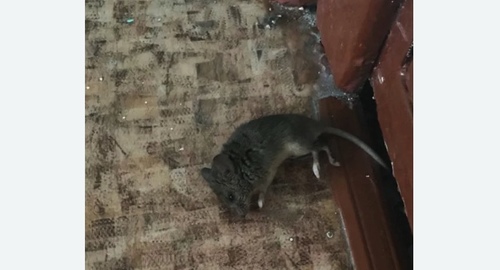 Дезинфекция от мышей в Невьянске