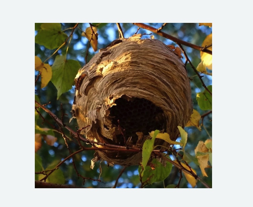 Обработка от шершней в Невьянске