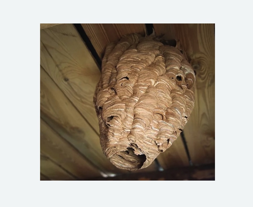 обработка от шершней в Невьянске