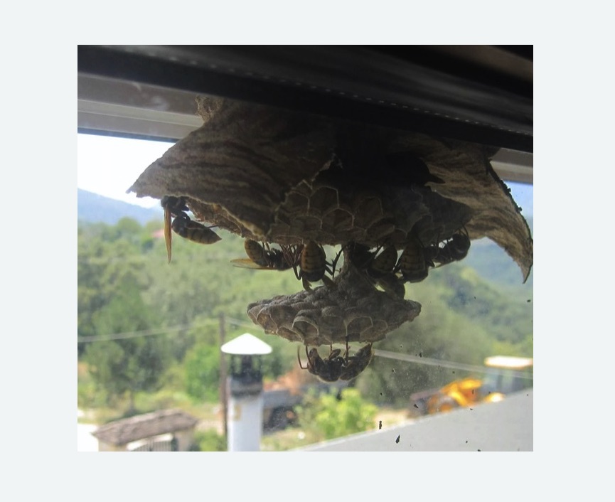 Уничтожение гнёзд шершней в Невьянске