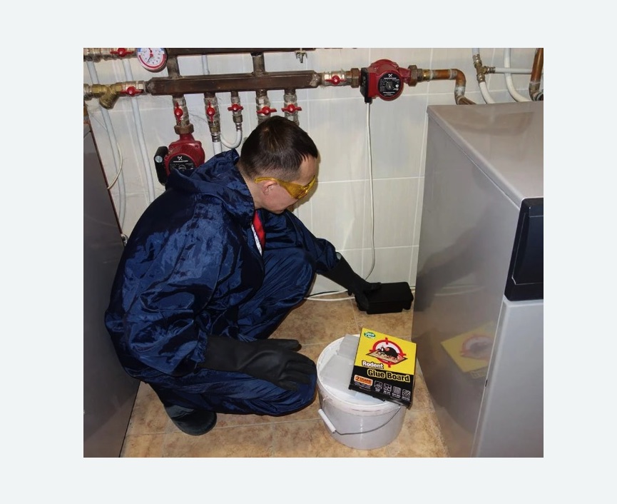 Уничтожение крыс Уничтожение крыс в Невьянске