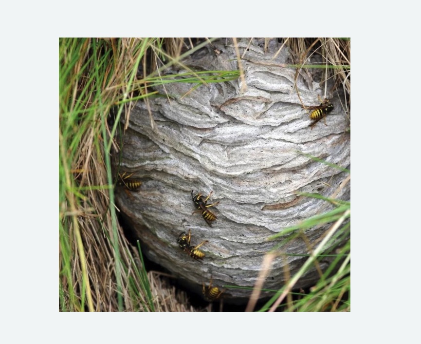 Уничтожение ос и ульев в Невьянске